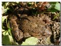 Discoglossus pictus